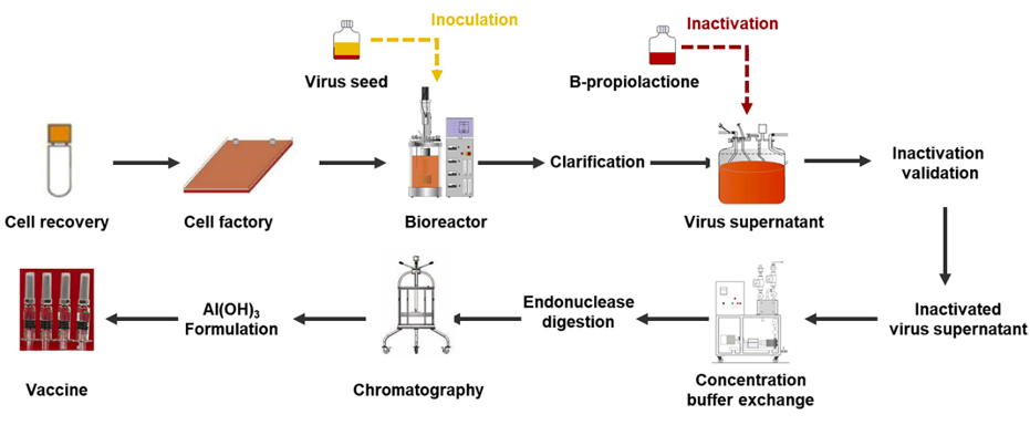新冠滅活疫苗的生產流程示意圖(圖源:國藥中生北京生物公司)